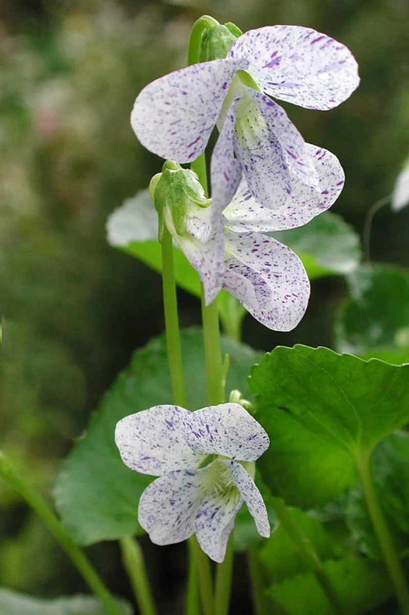 Viola odorata weiße Märzveilchen mit lila Flecken schöne Frühlingsblumen Blickfang im Garten 