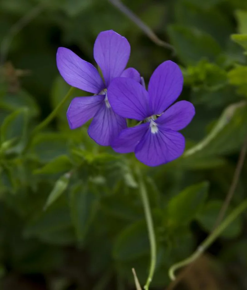 Viola odorata typisches lila Veilchen schöne Frühlingsblumen blühen im März und April 