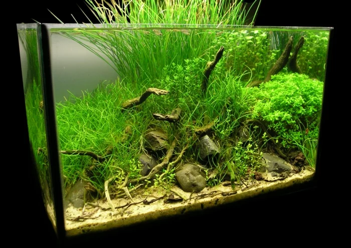 aquarium zuhause algen wasserpflanzen