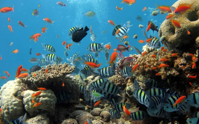 aquarium zuhause exotische fische korallen