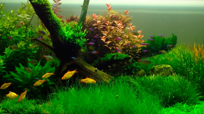 aquarium zuhause fische algen