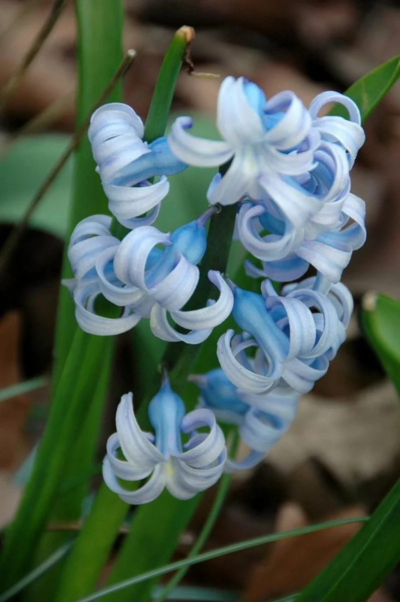blaue Garten Hyazinthen Hyacinthus orientalis schöne Frühlingsblumen blühen im zeitigen Frühjahr