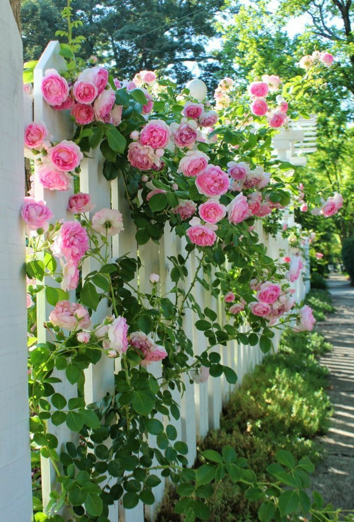 gartenideen gartenzaun dekorieren rosen exterieur