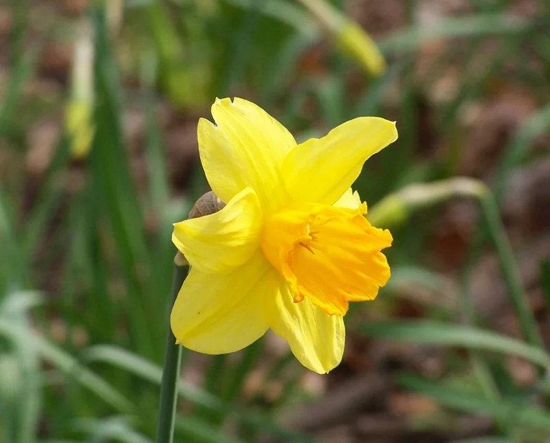gelbe Narzissen Narcissus pseudonarcissus schöne Frühlingsblumen ein Blickfang im Garten 