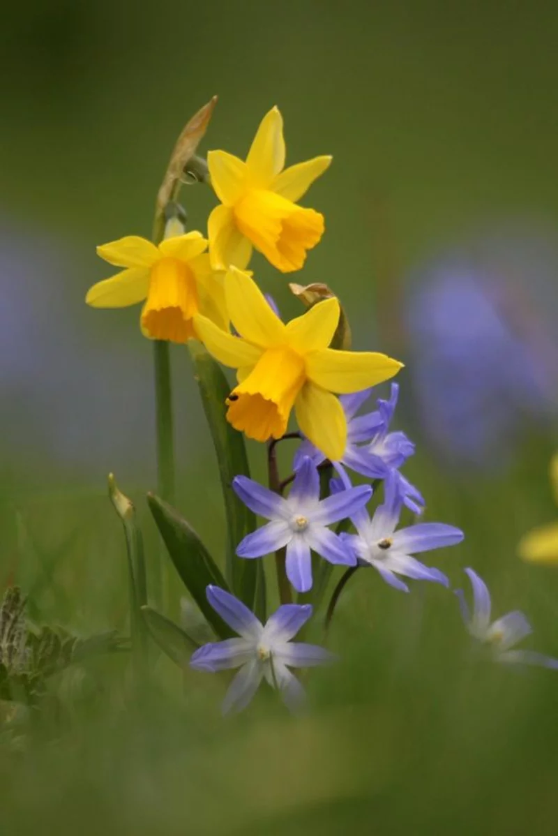 gelbe Narzissen und Schneeglanz schöne Frühlingsblumen tolle Farbkombination im Garten 