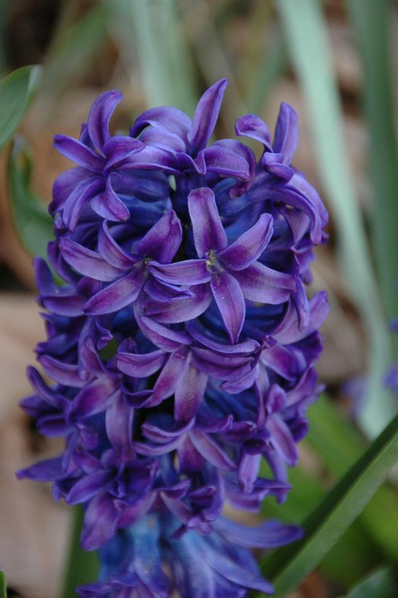 Hyacinthus orientalis Deko Ideen mit Frühlingsblumen Bilder