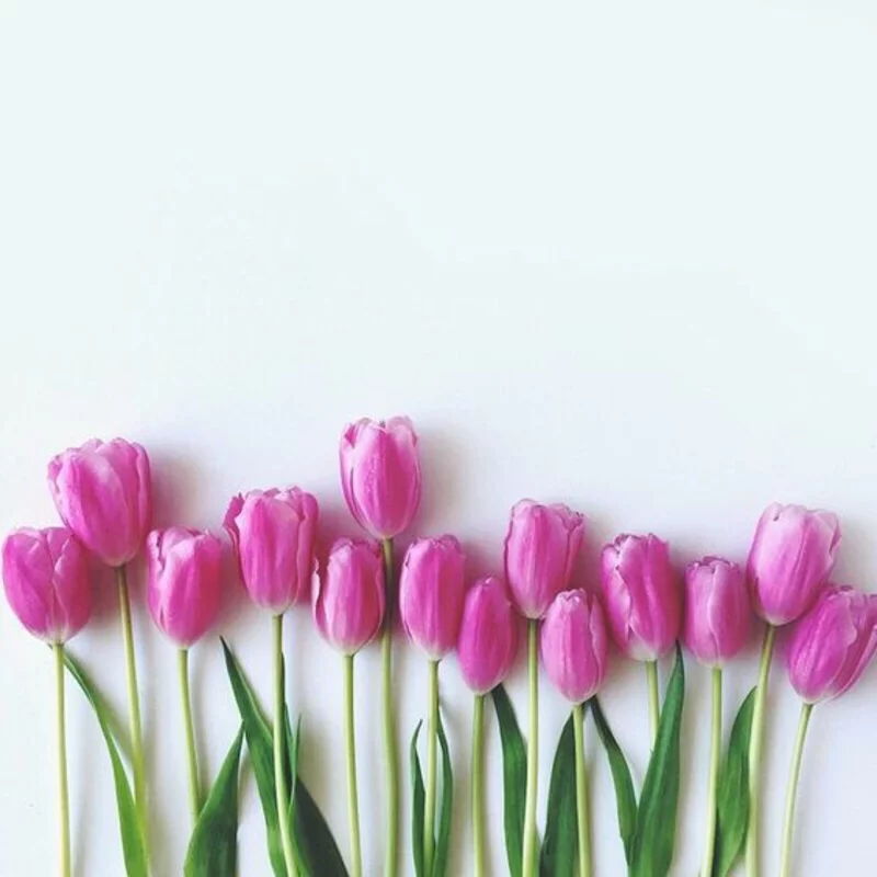 lila Tulpen Tulipa schöne Frühlingsblumen und beliebteste oft geschenkte Frühlingsboten