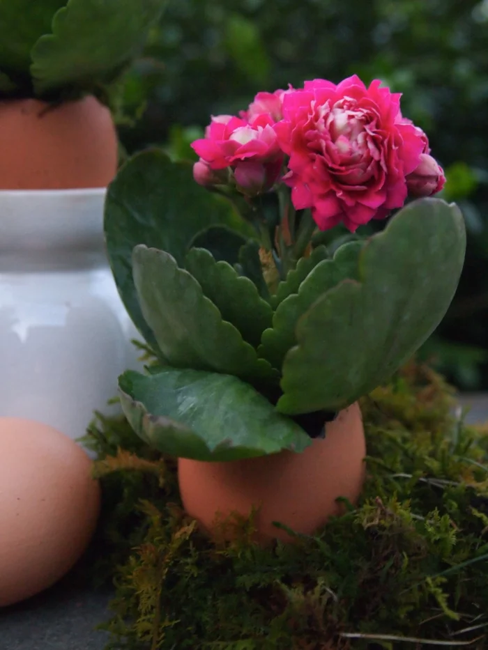 osterdeko basteln eierschalen benutzen vasen pflanzen