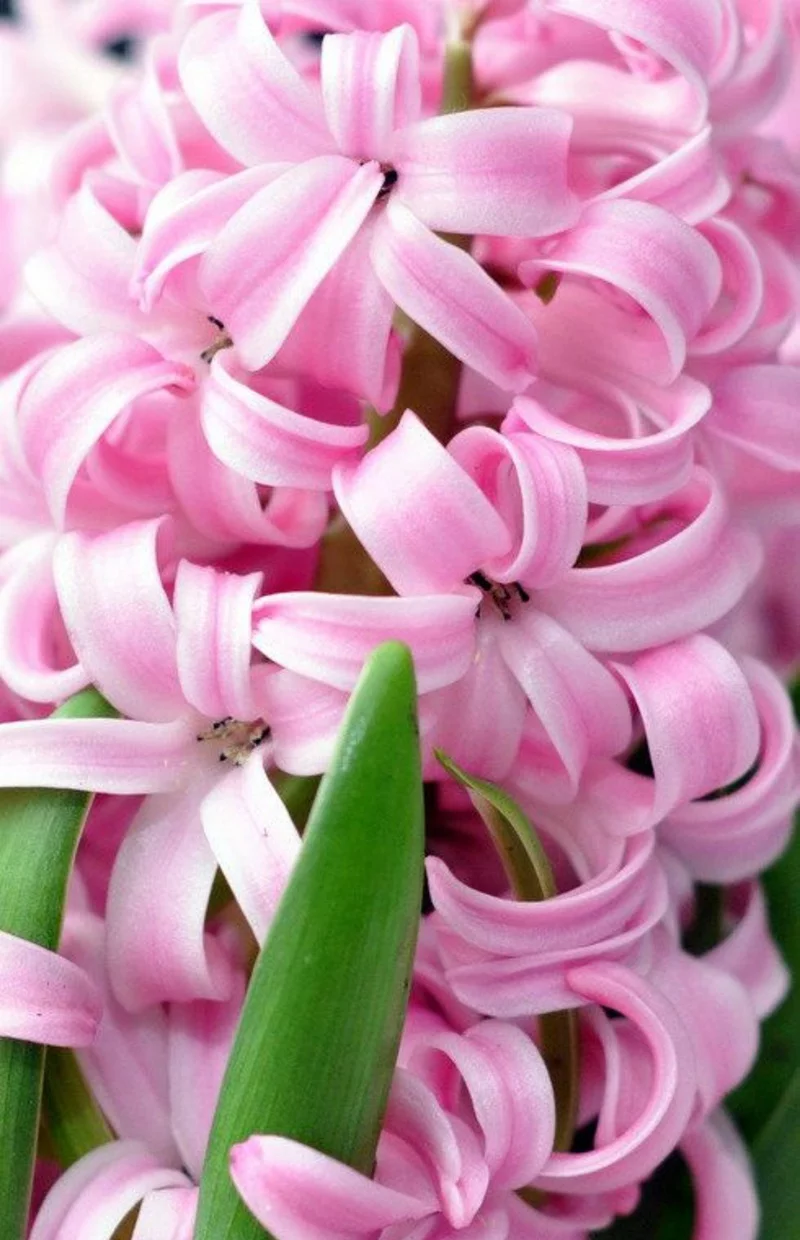 rosa Hyacinthus orientalis Frühlingsblumen Bilder