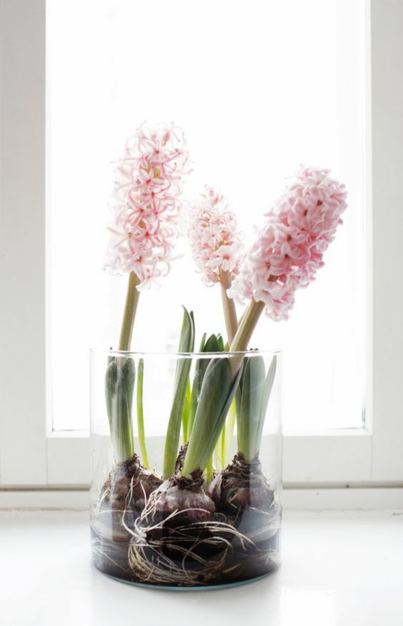 rosa Garten Hyazinthen Hyacinthus orientalis schöne Frühlingsblumen Bilder