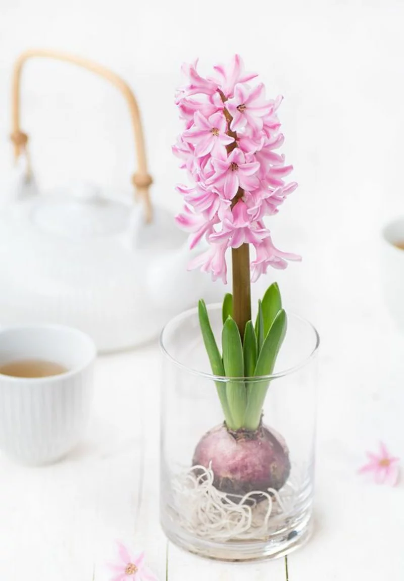Hyacinthus orientalis Deko Ideen mit Frühjahrsblumen