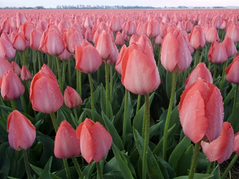 rosa Tulpen Tulipa schöne Frühlingsblumen im weiten Blumenfeld herrlicher Anblick 