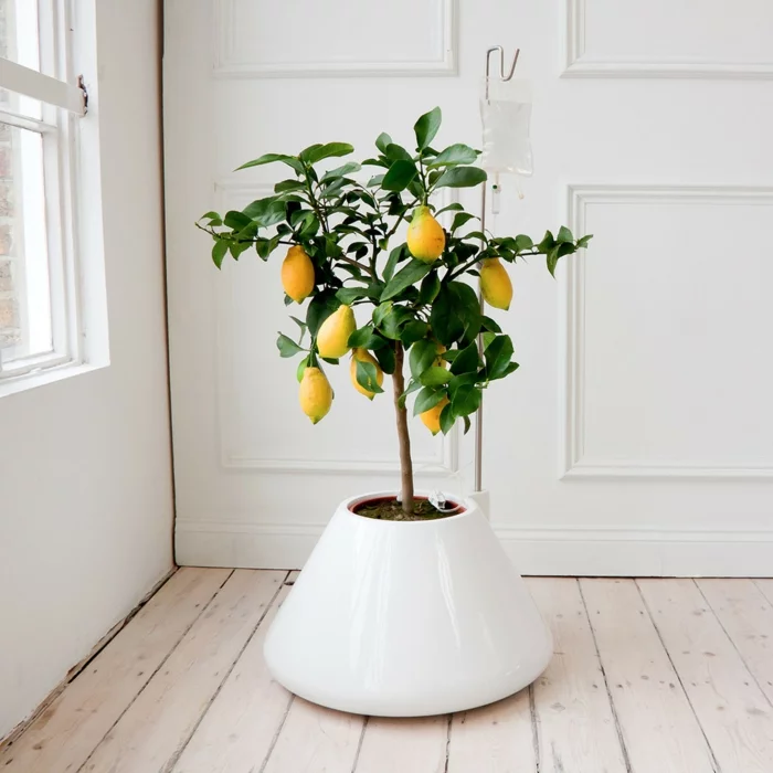 topfpflanzen weißer blumentopf elegant minimalistisch holzboden