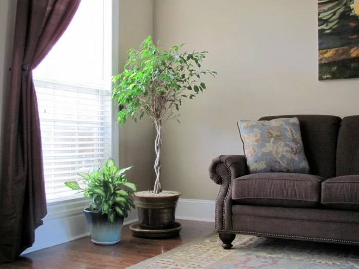 topfpflanzen wohnzimmer dekorieren braune gardinen