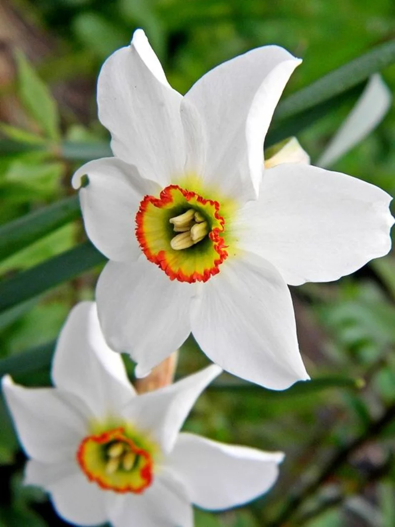 weiße Narzissen Narcissus poeticus schöne Frühlingsblumen blühen erst im April im Garten 