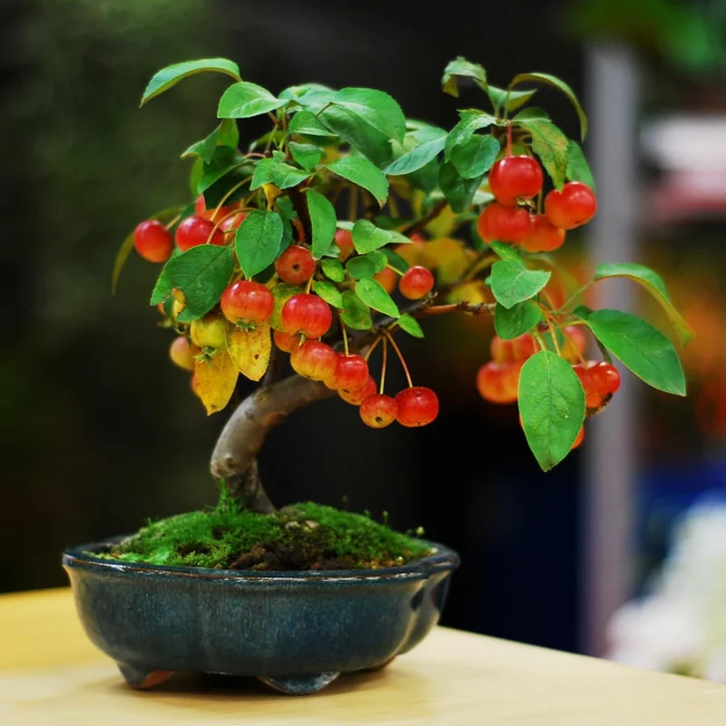 Apfel Bonsai kaufen Bonsai Pflege fernöstliche Kultur