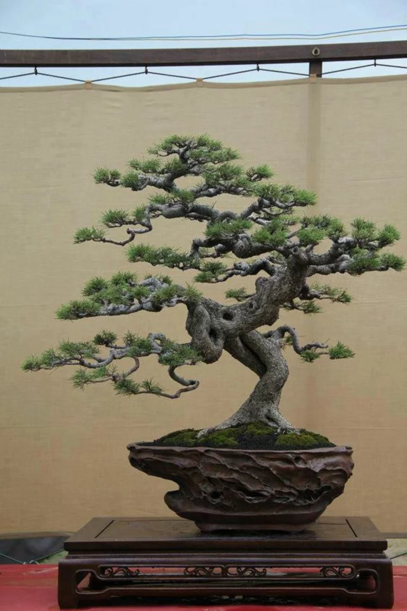 Bonsai Baum kaufen Bonsai Arten züchten und pflegen