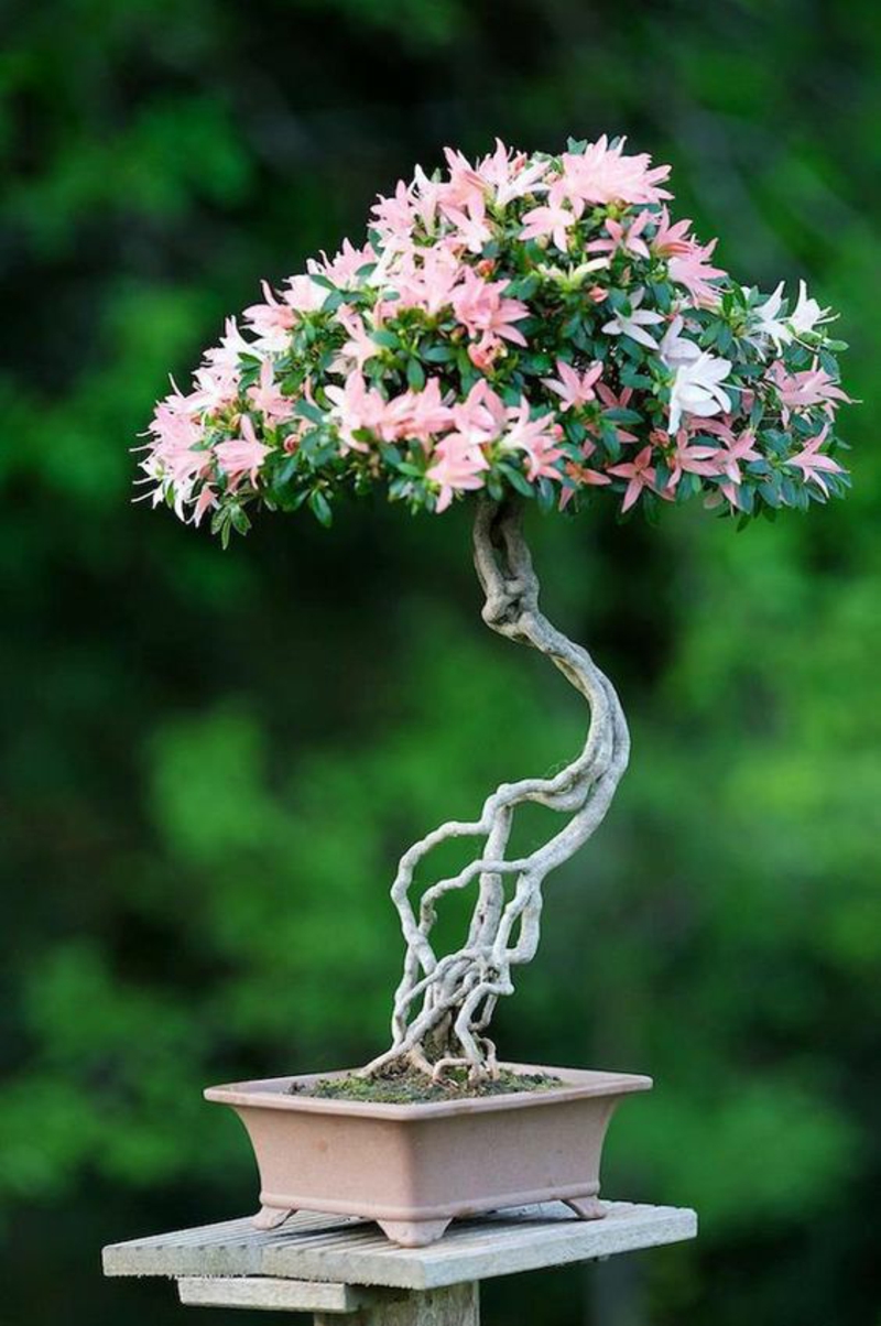 Bonsai Baum kaufen Bonsai Pflege fernöstliche Kultur