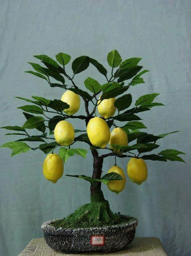 Bonsai Baum kaufen und richtig pflegen Bonsai Arten Mini Zitronenbaum