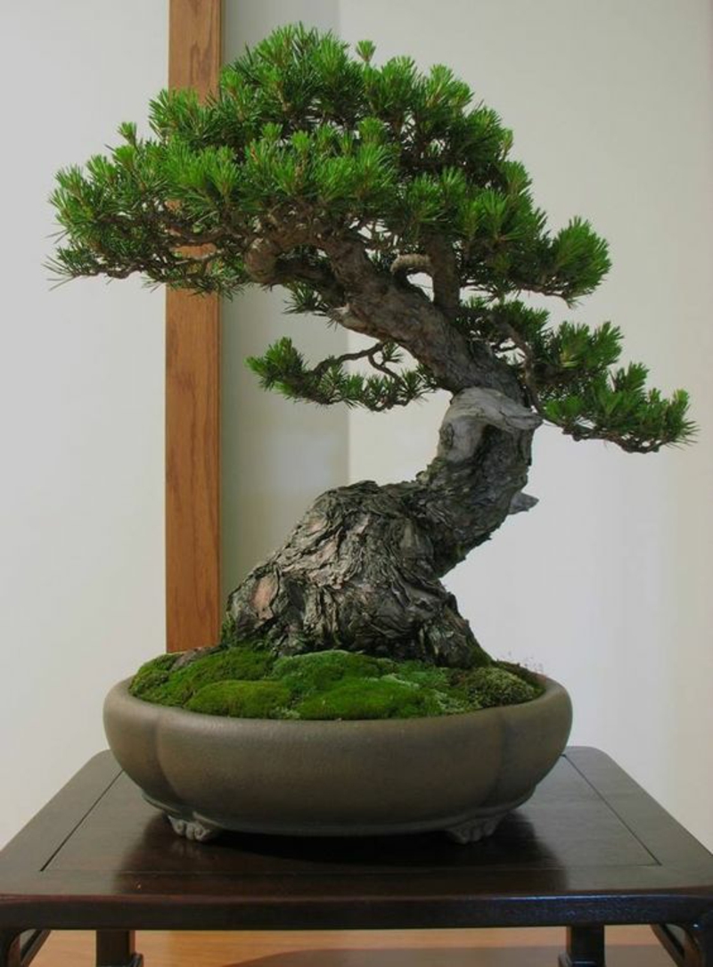Bonsai Baum kaufen und richtig pflegen Bonsai Arten Schale