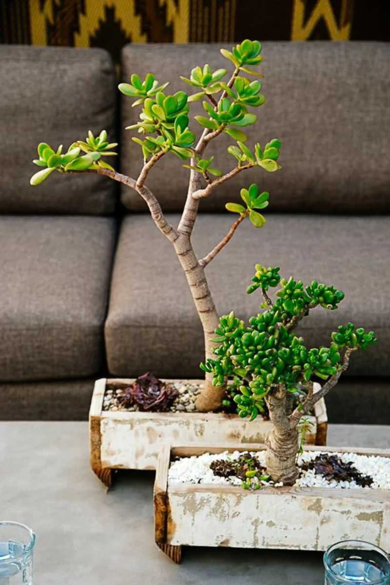 Bonsai Baum kaufen und richtig pflegen Bonsai Arten