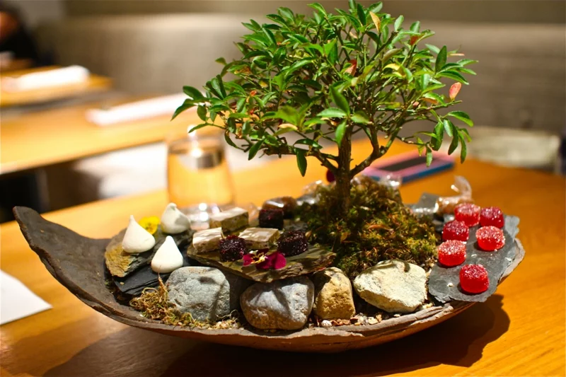 Bonsai Pflege Bonsai schneiden Feng Shui Zimmerpflanzen