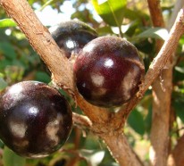 Entecken Sie Camu Camu – die Superfrucht aus Brasilien und Peru