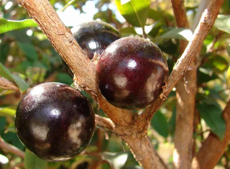 Camu Camu Myrciaria dubia Strauch Super Frucht reif purpurrot