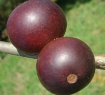 Entecken Sie Camu Camu – die Superfrucht aus Brasilien und Peru