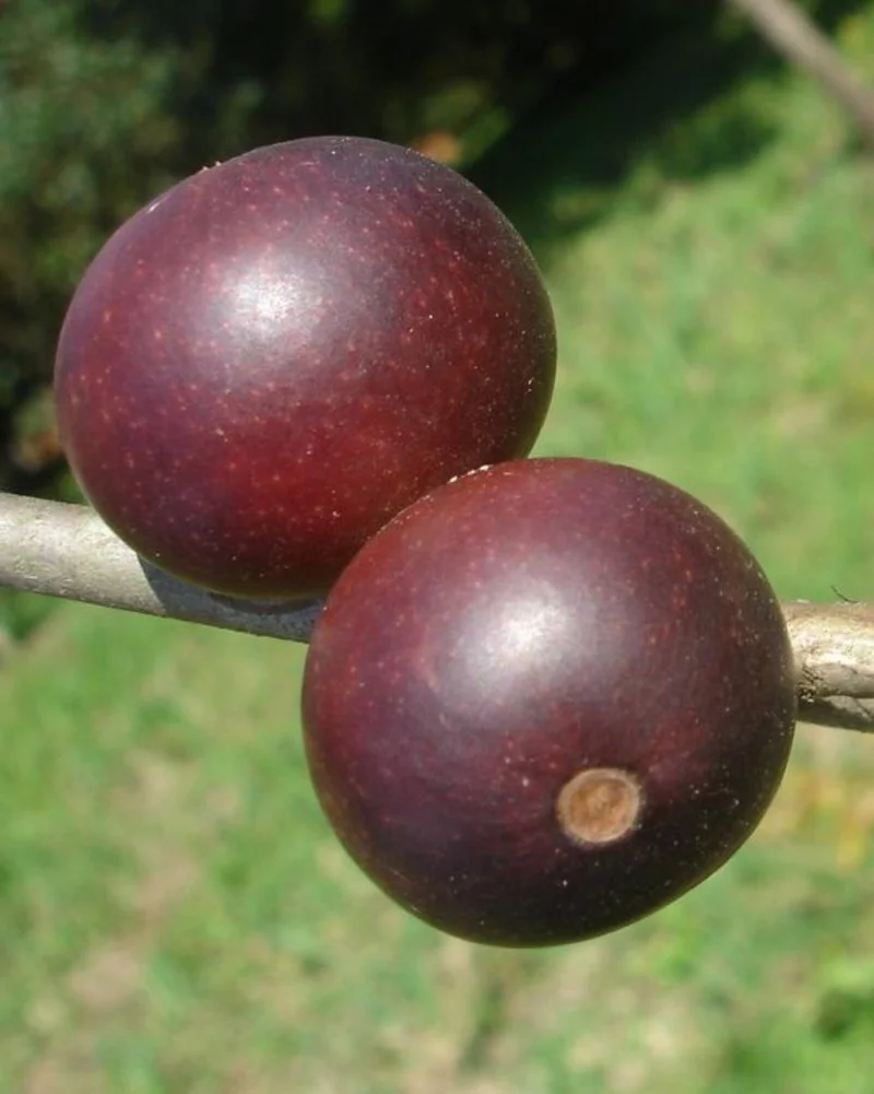 Camu Camu Myrciaria dubia Super Frucht aus Brazil und Peru