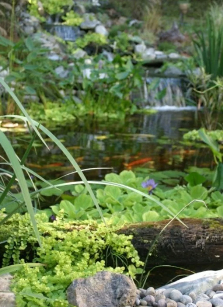 Gartenteich Bilder Gartenideen mit Steinen und Wasserpflanzen Teich mit viel Grün 
