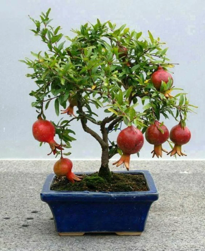 Granatapfel Bonsai Baum kaufen und pflegen Bonsai Arten