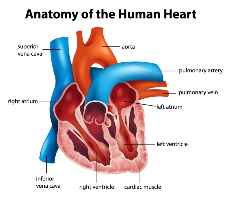 Herzkrankheiten Anatomie Herz gesundes Leben Frauen