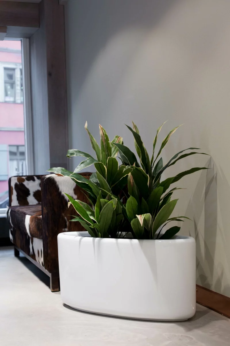 Pflanzkübel Fiberglas weiß oval Zimmerpflanzen Wartezimmer