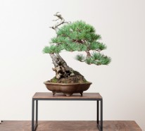 Bonsai Baum kaufen und richtig pflegen – einige wertvolle Tipps