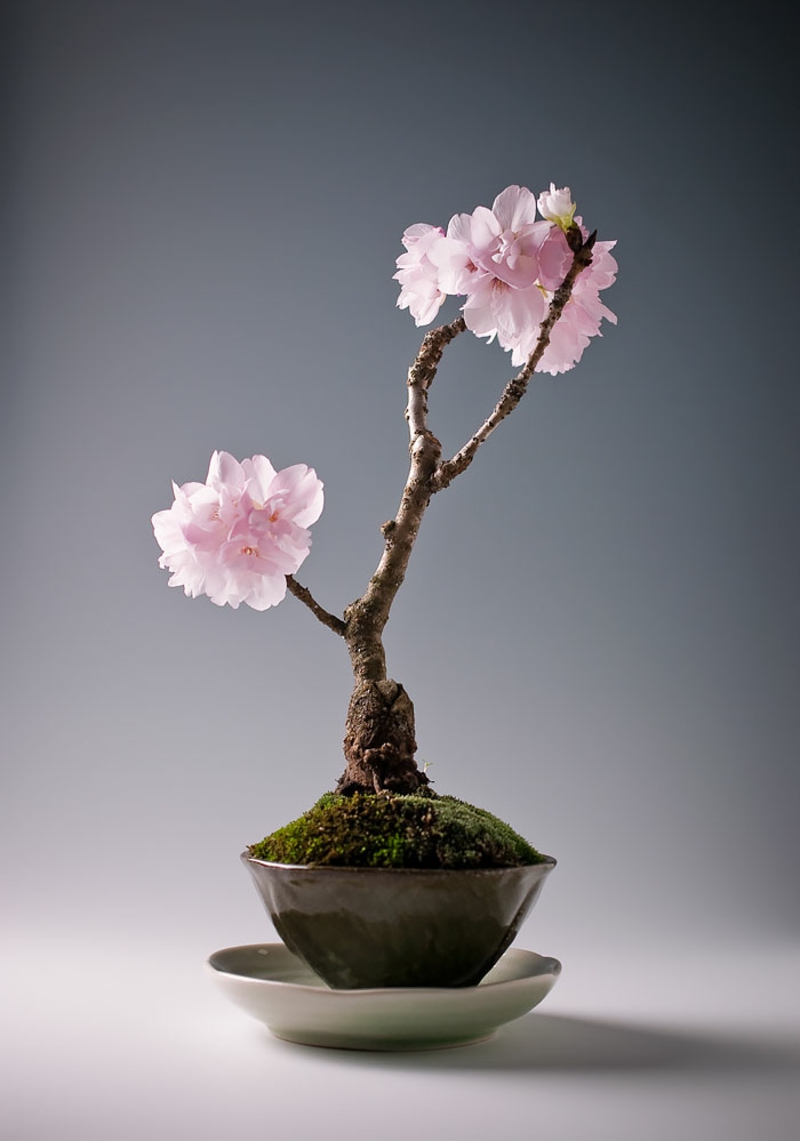 Sakura Bonsai kaufen wunderschöne Bonsai Arten