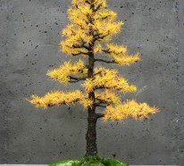 Bonsai Baum kaufen und richtig pflegen – einige wertvolle Tipps