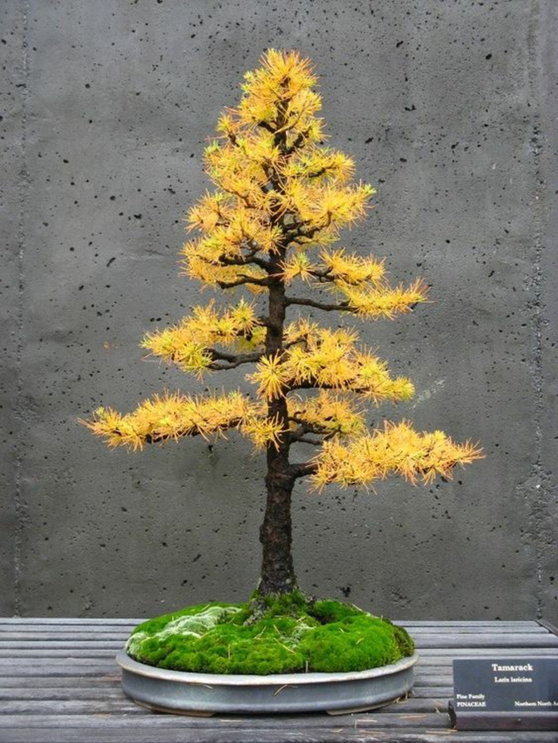Tamarack Bonsai Baum kaufen und pflegen Bonsai Arten Herbstblätter
