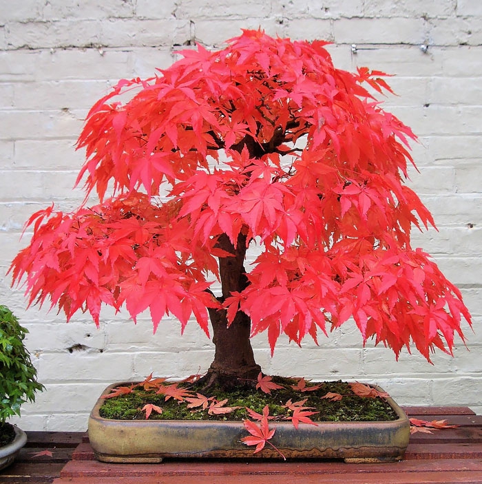 bonsai baum ahorn japanisch rote blätter weiße ziegelsteinwand