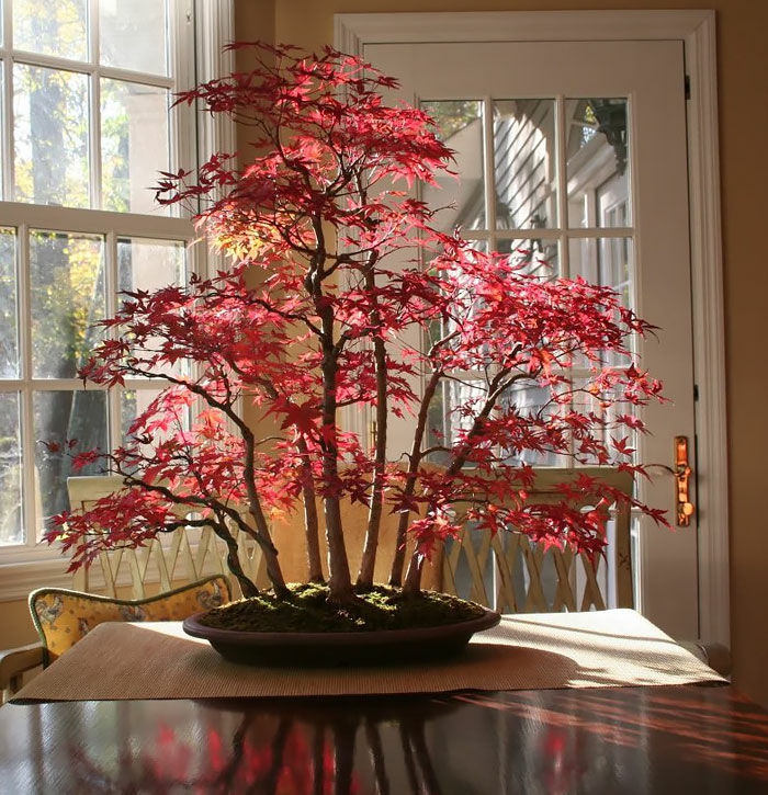 bonsai bäume ahorn rote blätter tischdekoration