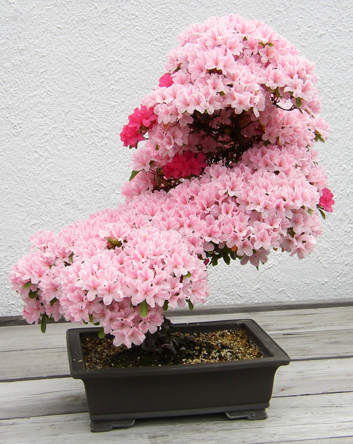 bonsai bäume azallee blüten rosa