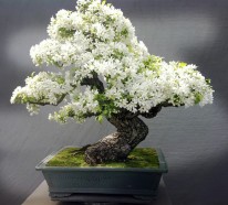 20 der schönsten Bonsai Bäume als Inspiration im Frühling