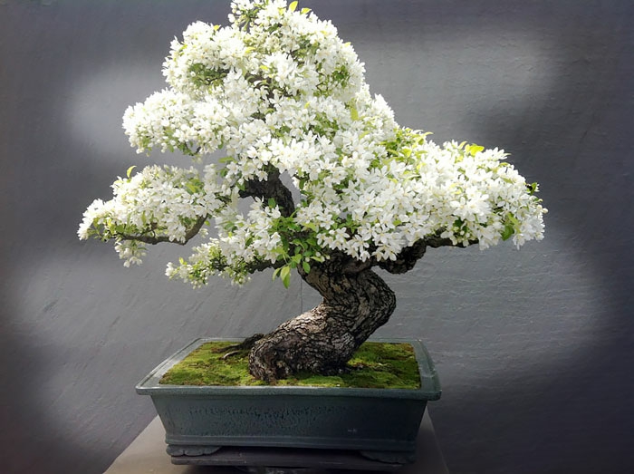 bonsai bäume blüten weiß keramik blumentopf