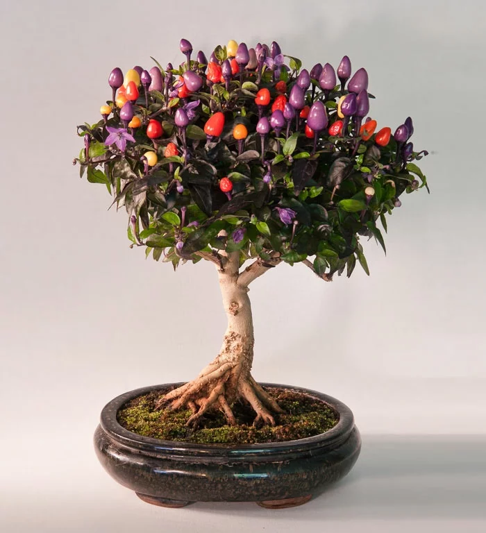 bonsai bäume chili baum mini runder blumentopf keramik