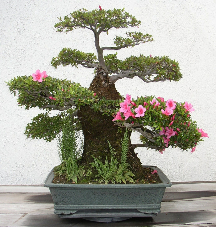 bonsai bäume exotische blüten azaleen farn keramik pflanzkübe