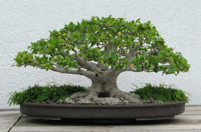 bonsai bäume kleiner baum pflanzbehälter