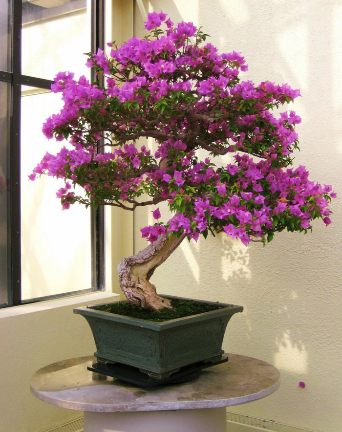 bonsai baum mini baum lila blüten exotisch