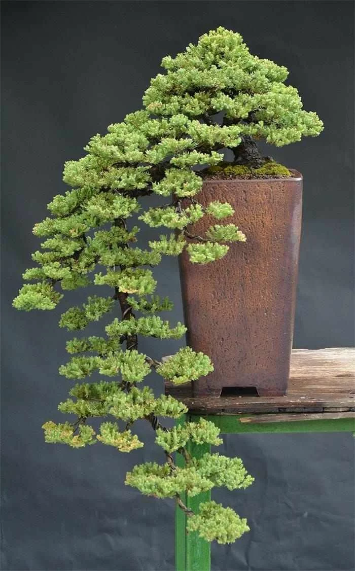bonsai bäume mini nadelbaum keramik pflanzkübel