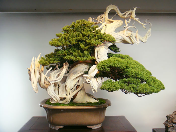 bonsai baum nadelbäume kiefer porzellan tischdekoration