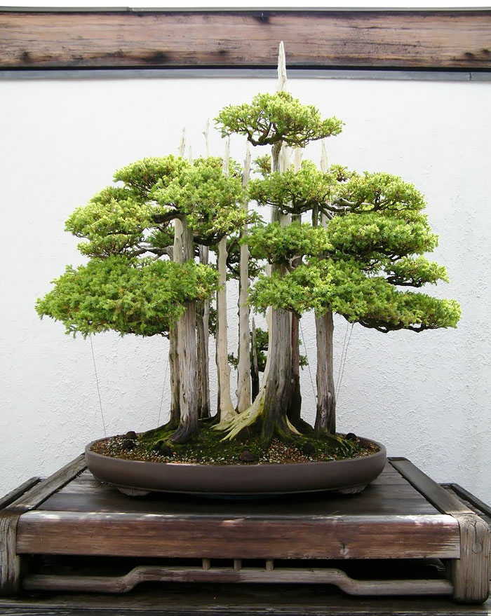 bonsai baum nadelbäume mini wald runder keramik blumentopf